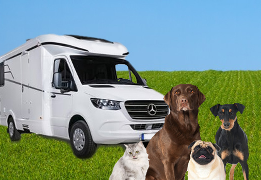 Partir en camping-car avec son chien ou son chat